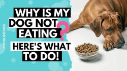 Dog Behavior: Not Eating but Drinking Water