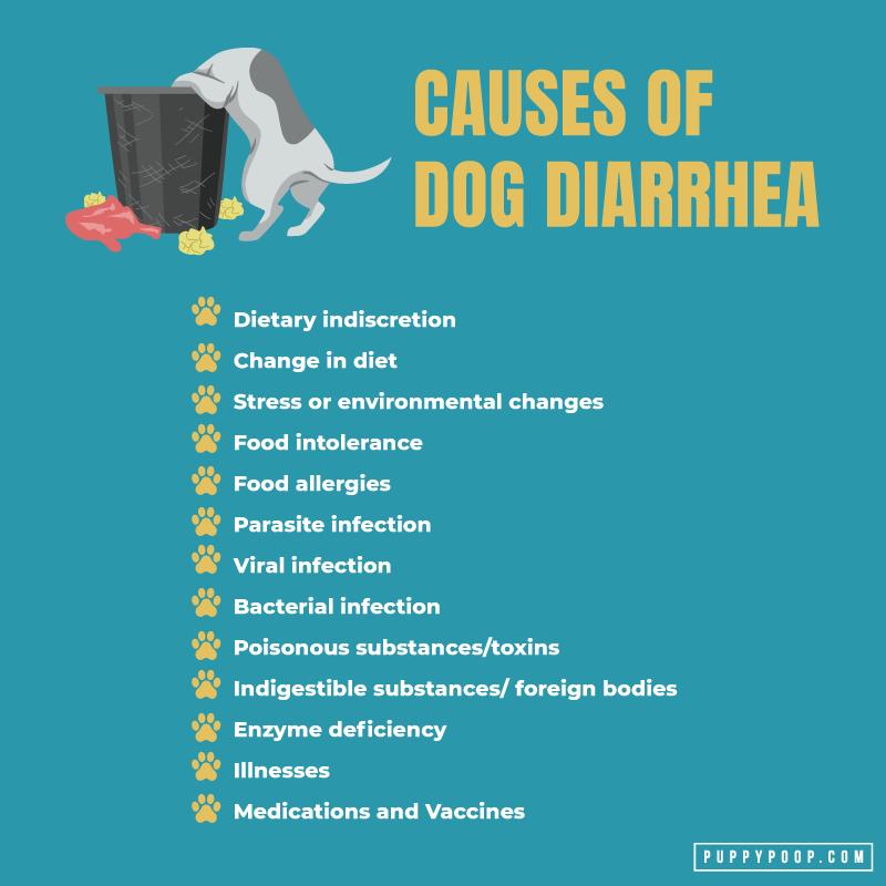 Dog Health Concerns: Diarrhea and Loss of Appetite
