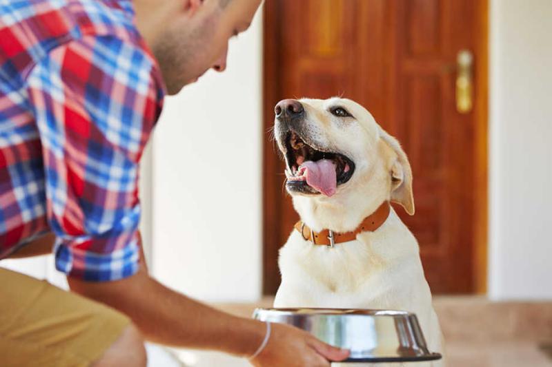 Dog Not Eating and Drinking: Potential Reasons and Veterinary Advice