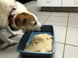 Dog Vomiting and Appetite Loss: Possible Causes