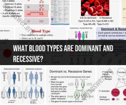 Dominant and Recessive Blood Types: Understanding Blood Group Genetics