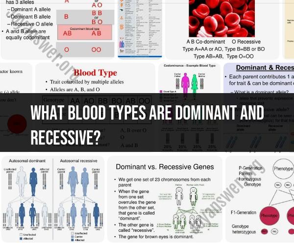 Dominant and Recessive Blood Types: Understanding Blood Group Genetics