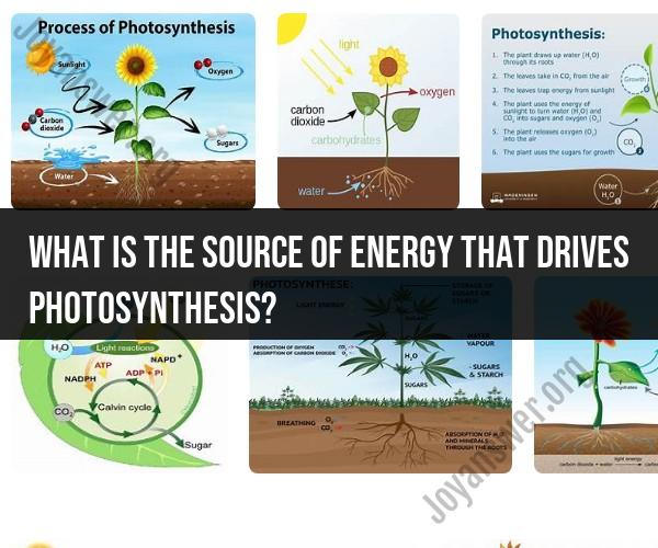 Energy Source for Photosynthesis: Nature's Power Plant