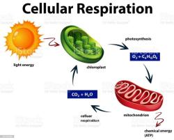Energy Unleashed: Cellular Respiration Explained in Simple Terms