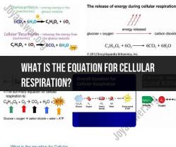 Equation for Cellular Respiration: Balancing Energy Reactions