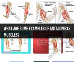 Examples of Antagonist Muscles in the Human Body