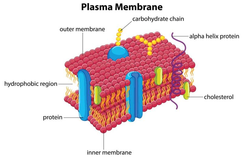 Exploring the Components Within the Cell Membrane