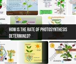 Exploring the Factors Influencing Photosynthesis Rate