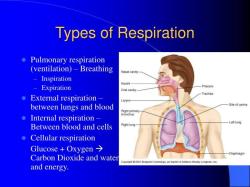 Exploring Variants of Cellular Respiration: Types and Processes