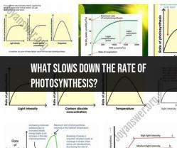 Factors Affecting Photosynthesis Rate: Insights and Implications