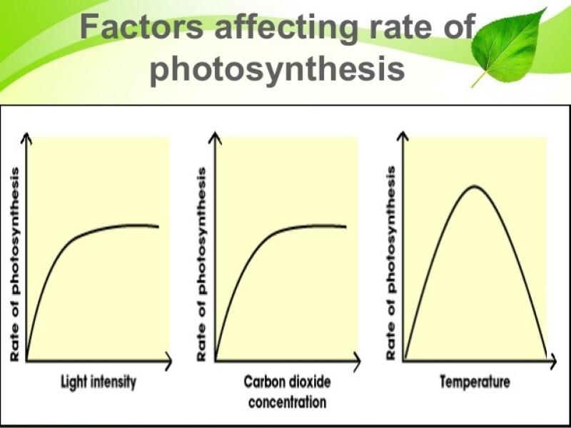 Factors Affecting the Rate of Photosynthesis: Key Influencers