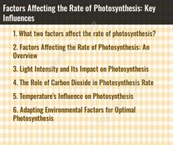 Factors Affecting the Rate of Photosynthesis: Key Influences