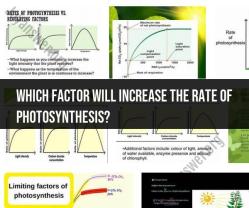 Factors Increasing Photosynthesis Rate: Key Influences