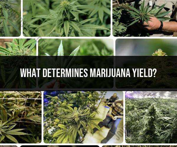 Factors That Determine Marijuana Yield: A Comprehensive Guide