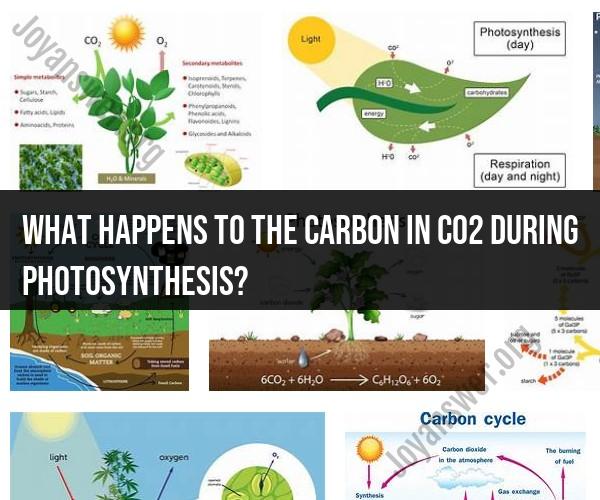 Fate of Carbon in CO2 During Photosynthesis: Process Explanation