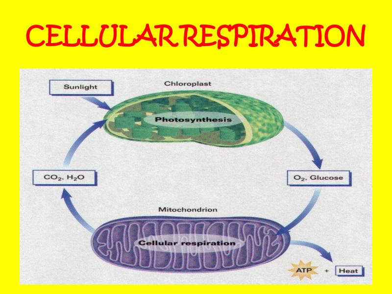 Functions and Outputs of Cellular Respiration: A Comprehensive Overview