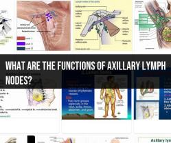 Functions of Axillary Lymph Nodes: Essential Roles in the Body