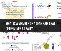 Gene Pairs and Trait Determination: Understanding Alleles