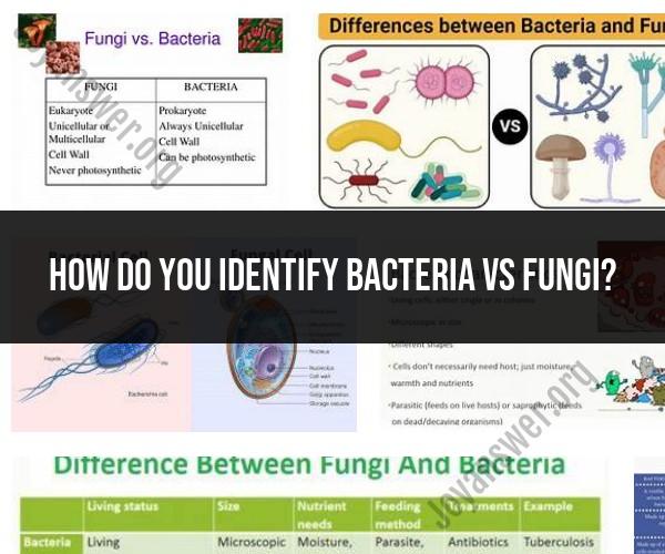 Identifying Bacteria vs. Fungi: Microorganism Differentiation