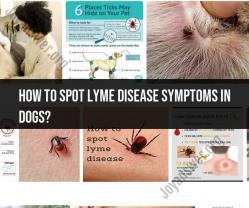 Identifying Lyme Disease Symptoms in Dogs: Early Detection Tips