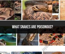Identifying Poisonous Snakes: A Guide to Venomous Species