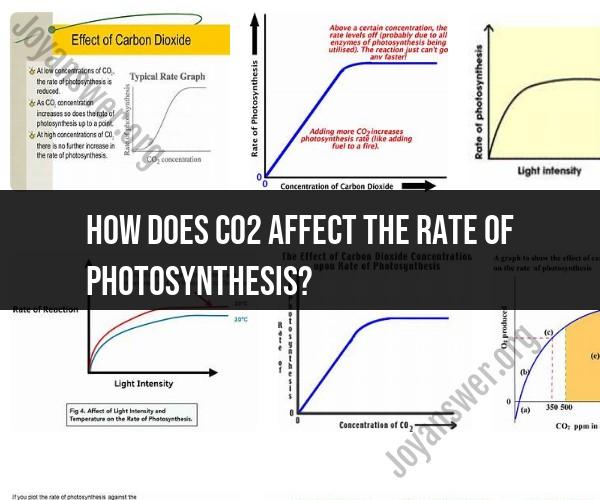 Impact of CO2 on Photosynthesis Rate: Mechanisms and Effects
