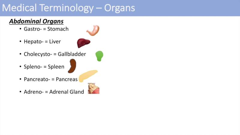 Importance of Learning Medical Terminology for Students