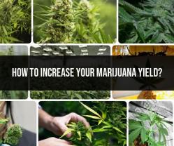 Increasing Your Marijuana Yield: Proven Strategies
