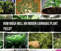 Indoor Cannabis Plant Yield: Factors and Estimates