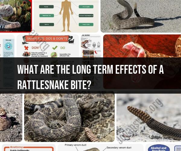 Long-Term Effects of a Rattlesnake Bite: Medical Considerations