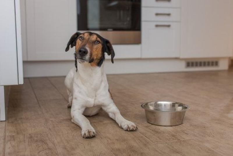 Loss of Appetite in Dogs: Common Causes and Remedies