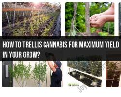 Maximizing Cannabis Yield: Trellising Techniques for Enhanced Growth