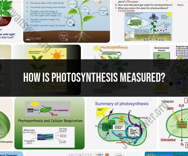 Measuring Photosynthesis: Methods and Techniques
