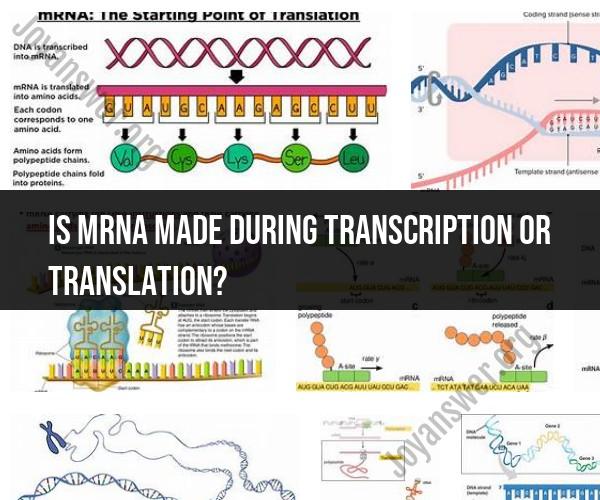 mRNA Production: Transcription or Translation?