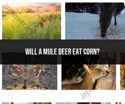 Mule Deer Diet: Do They Eat Corn?