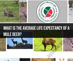 Mule Deer Life Expectancy: How Long Do They Live?