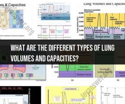 Navigating Lung Volumes and Capacities: A Comprehensive Overview