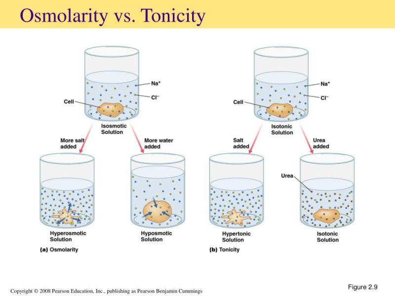 Osmolarity of Infusion Drugs: Understanding Concentration