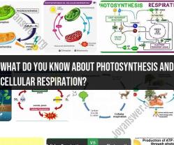 Photosynthesis and Cellular Respiration: Interconnected Processes