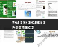 Photosynthesis Conclusion: Energy Production in Plants