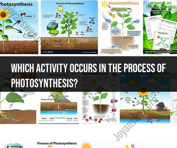 Photosynthesis Process: Key Activity Insights