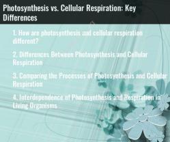 Photosynthesis vs. Cellular Respiration: Key Differences