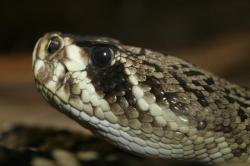 Poisonous Snakes in the United States: Identification and Awareness