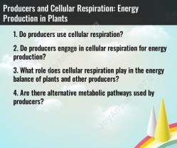 Producers and Cellular Respiration: Energy Production in Plants