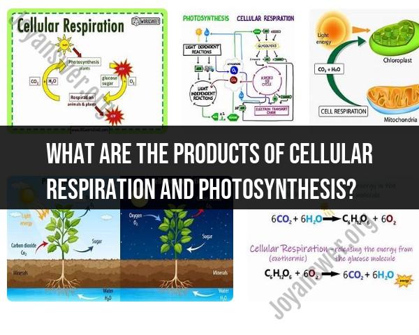 Products of Cellular Respiration and Photosynthesis: Energy Exchange