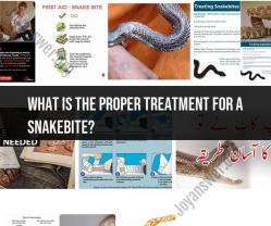 Proper Treatment for a Snakebite: Medical Guidance