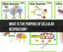Purpose of Cellular Respiration: Energy Generation in Cells