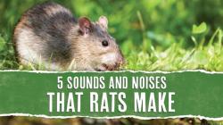 Rati Sound Description: Exploring Auditory Characteristics