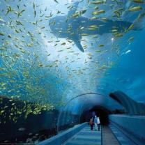 Reasons to Visit the Georgia Aquarium: A Must-See Destination
