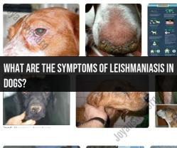 Recognizing Leishmaniasis Symptoms in Dogs: What to Look For